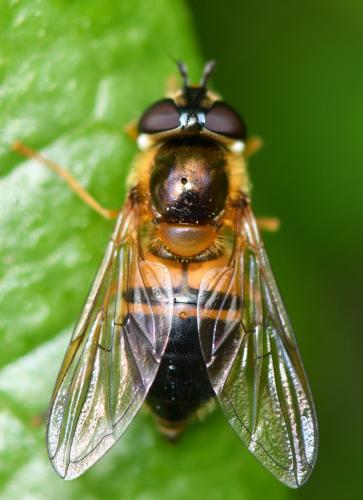 Réf. 255 152 : Epistrophe eligans